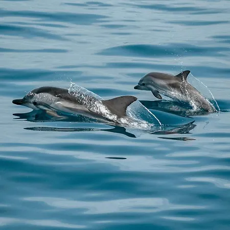 Silver Coast Sunset View-10 Minutos Do Baleal E Campos De Golfe *